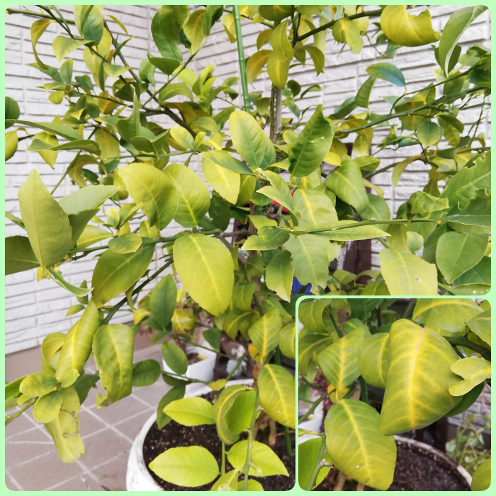 レモンの木を守るために 害虫 病気を知り 対策を講じる Korolemonのブログ レモンを育ててみたら