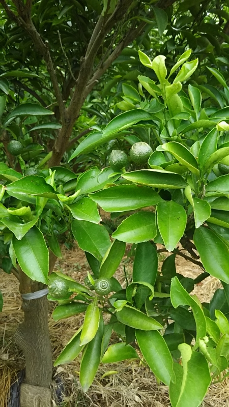 レモンの木の育て方　栽培方法