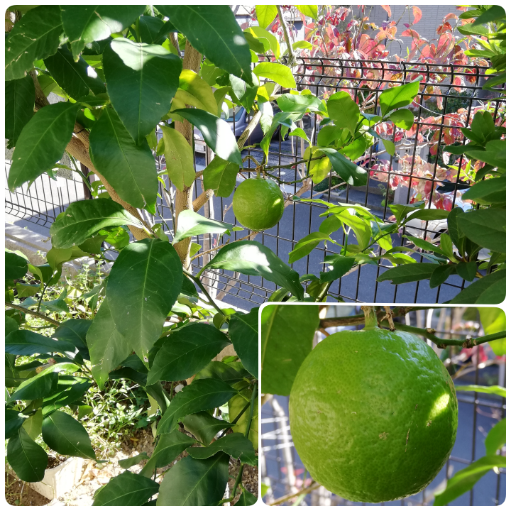 初めてのレモンの収穫 ３年の月日を超えて 自分自身で植えた苗から採れた初めての果実 Korolemonのブログ レモンを育ててみたら