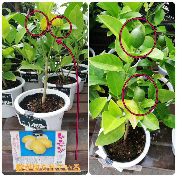 鉢植えレモンの育て方 挿し木後３年目の苗木に果実を生らすために Korolemonのブログ レモンを育ててみたら