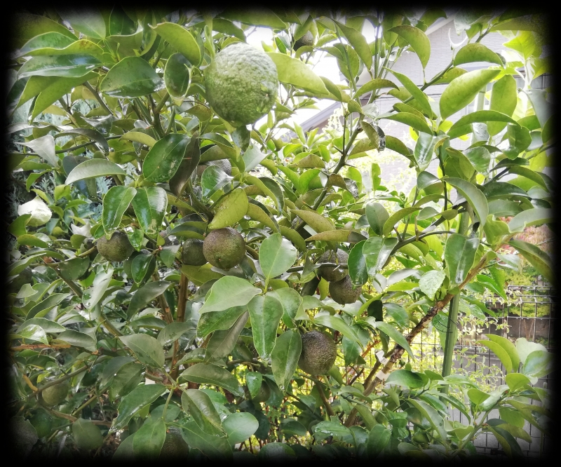 レモンの成長 19 10 レモンの収穫 何個 どれぐらい収穫できたかの記録を残す Korolemonのブログ レモンを育ててみたら