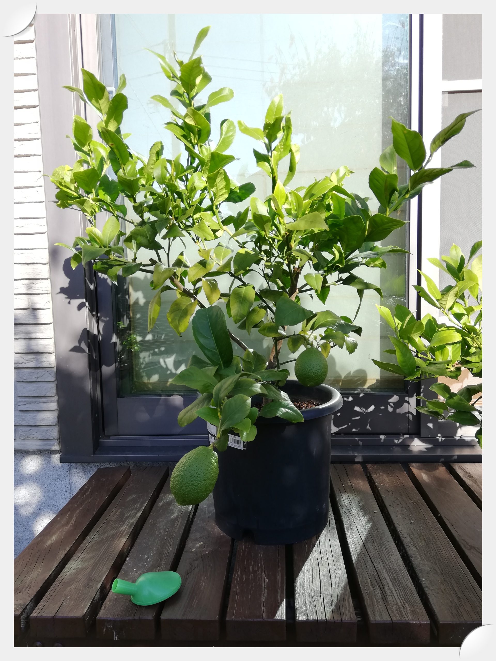 鉢植えレモンの木 マイヤーレモン 約1.3ｍ 現品発送 特大株 植木苗木 檸檬の木 果樹 送料無料 安い