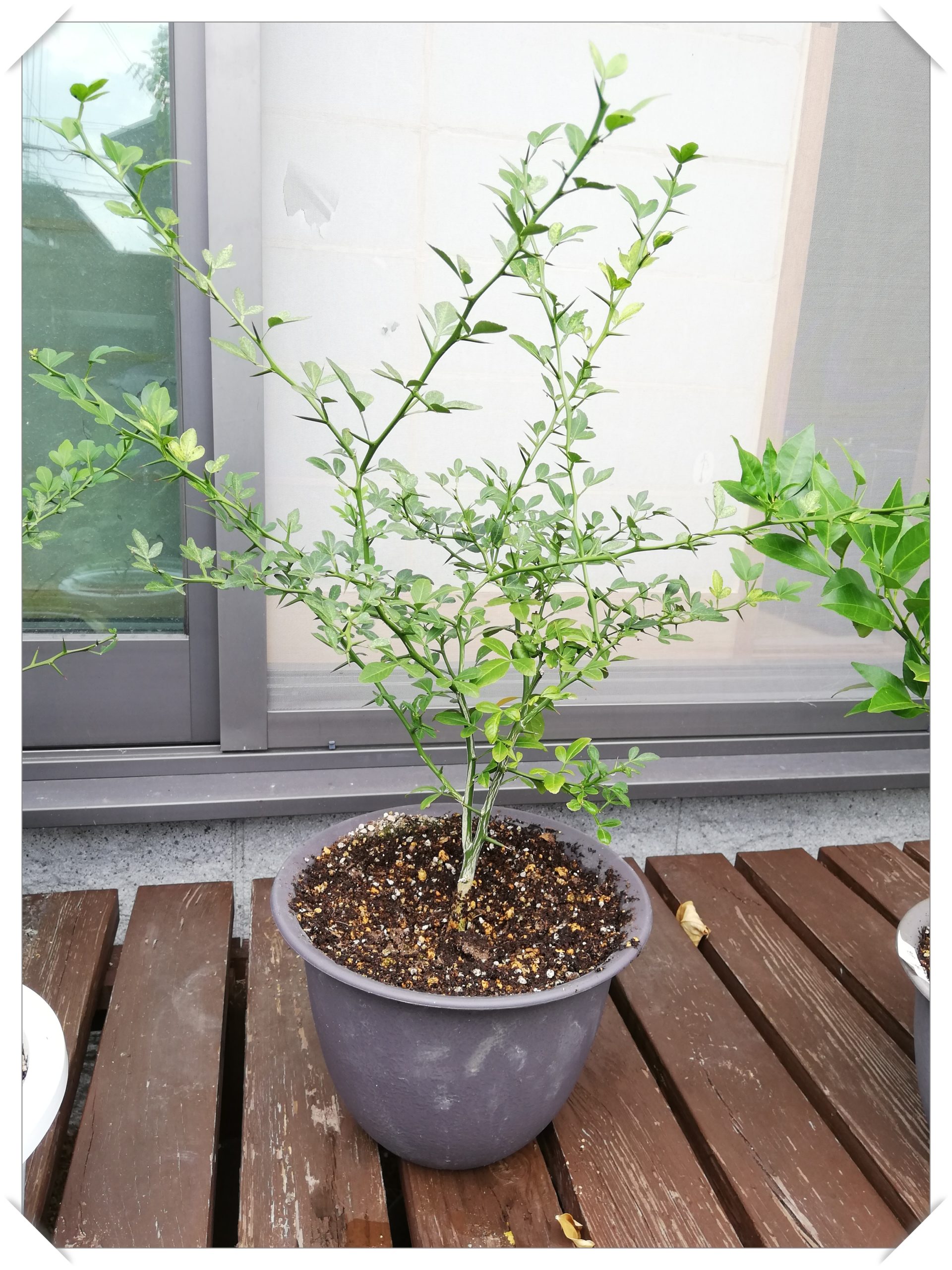 カラタチ台木への接ぎ木の結果 korolemonのブログ レモンを育ててみたら！