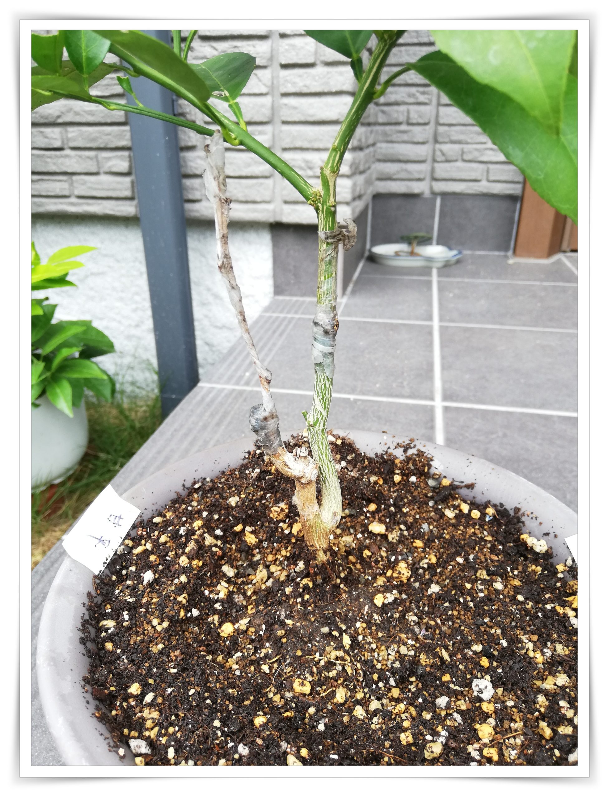 カラタチ台木への接ぎ木の結果 - korolemonのブログ レモンを育ててみ 